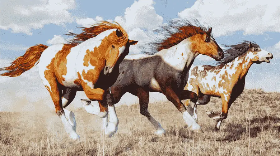American Breeds of Horses