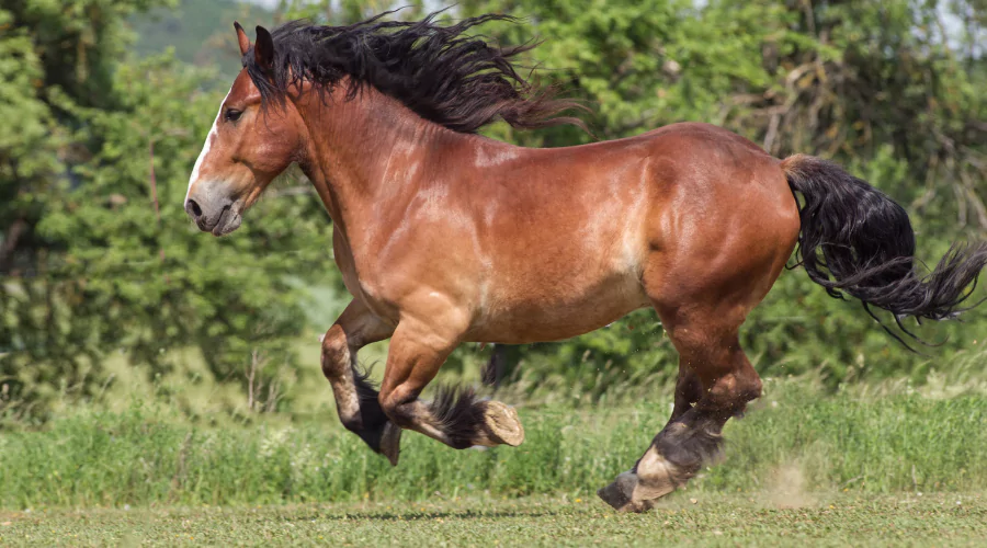 Breton Horse