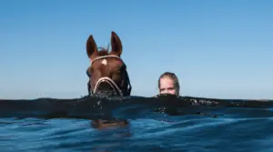 Can Horses Swim