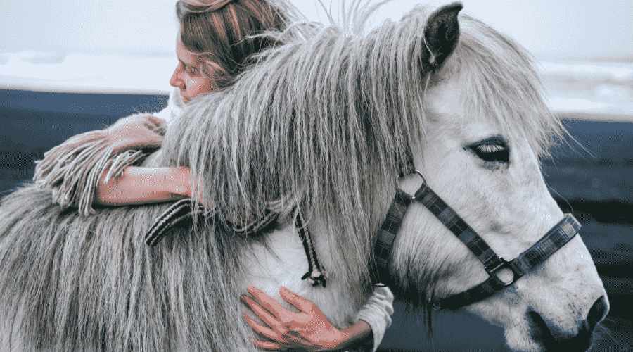 Caring for Old Horses