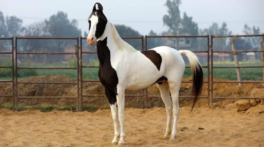 Kathiawari Breed of Horse