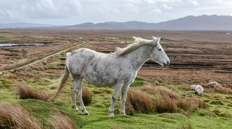 The Kerry Bog Pony