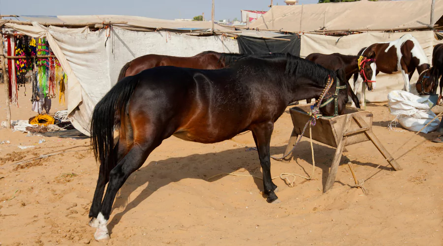 Marwari Horse Breed
