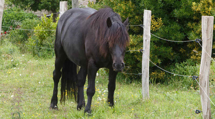 Merens Horse
