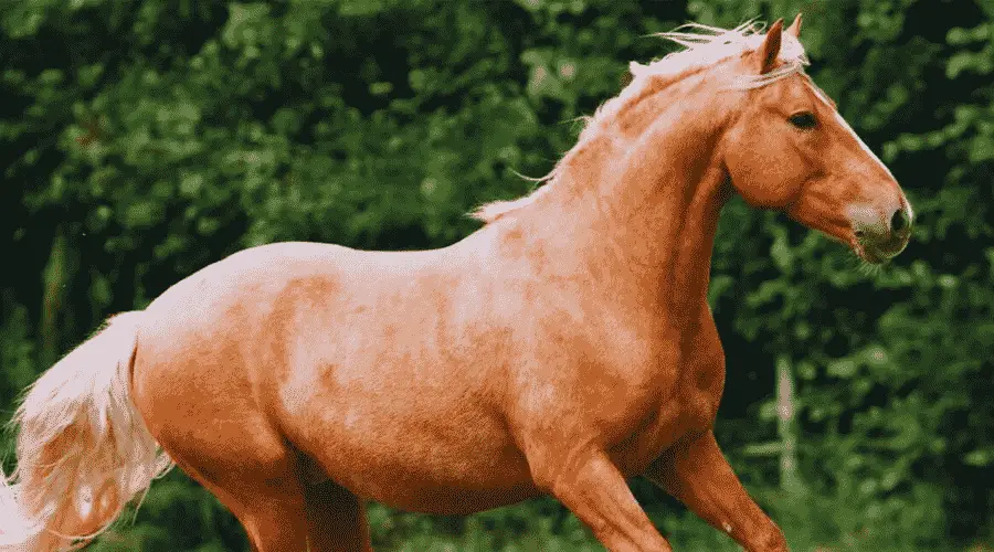 Mexican Horse Breeds