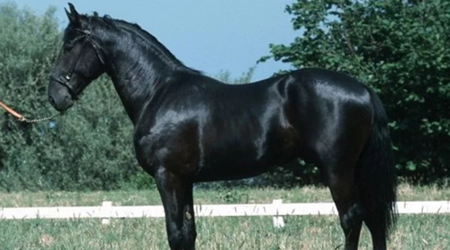 Neapolitan Horse