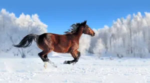 Russian Horse Breeds