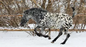 Spotted Horse Breed