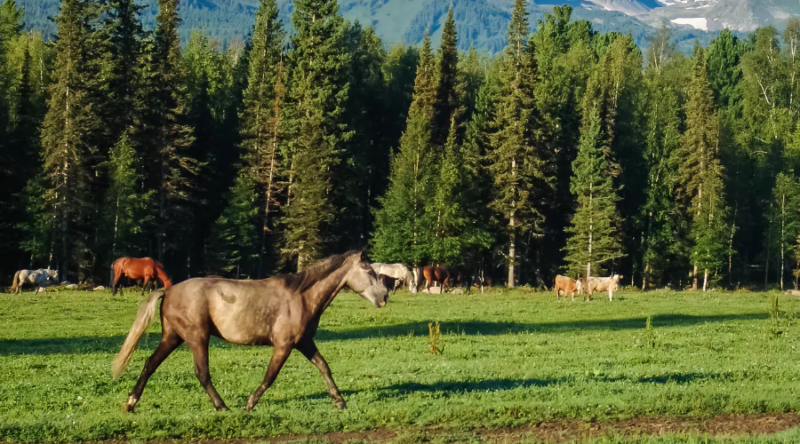 The Altai Horse