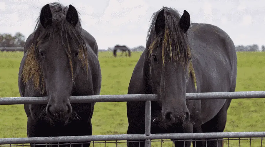 The Friesian Horse Experience