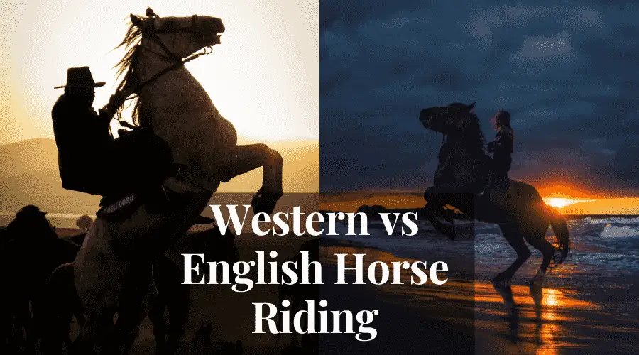 Western vs English Horse Riding