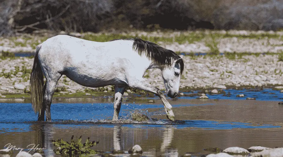 Why Do Horses Paw at Water