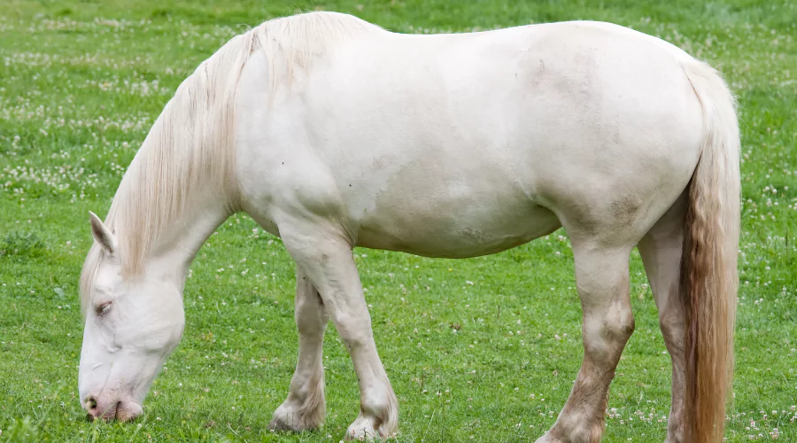 white American Cream horse