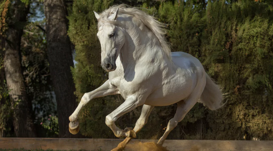 white Andalusian horse