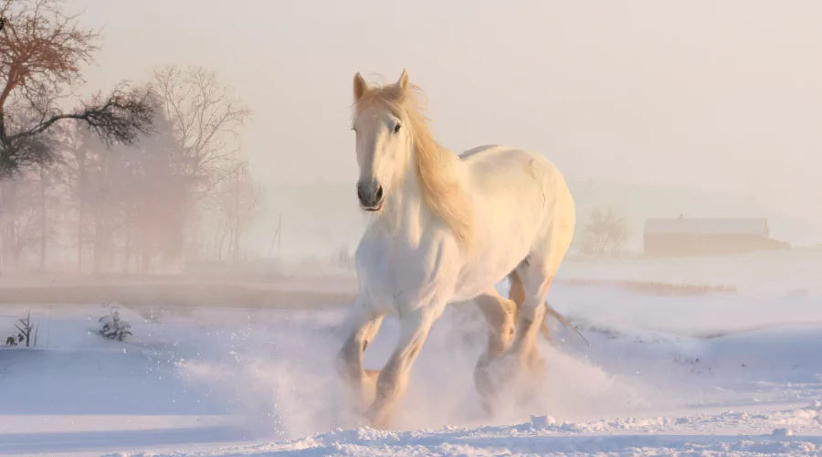 white Caspian horse