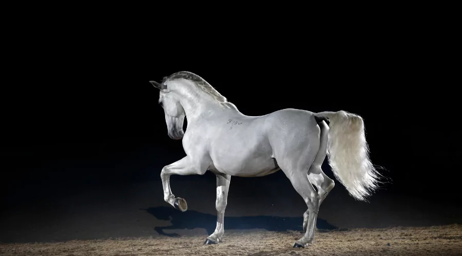 white Lipizzaner horse